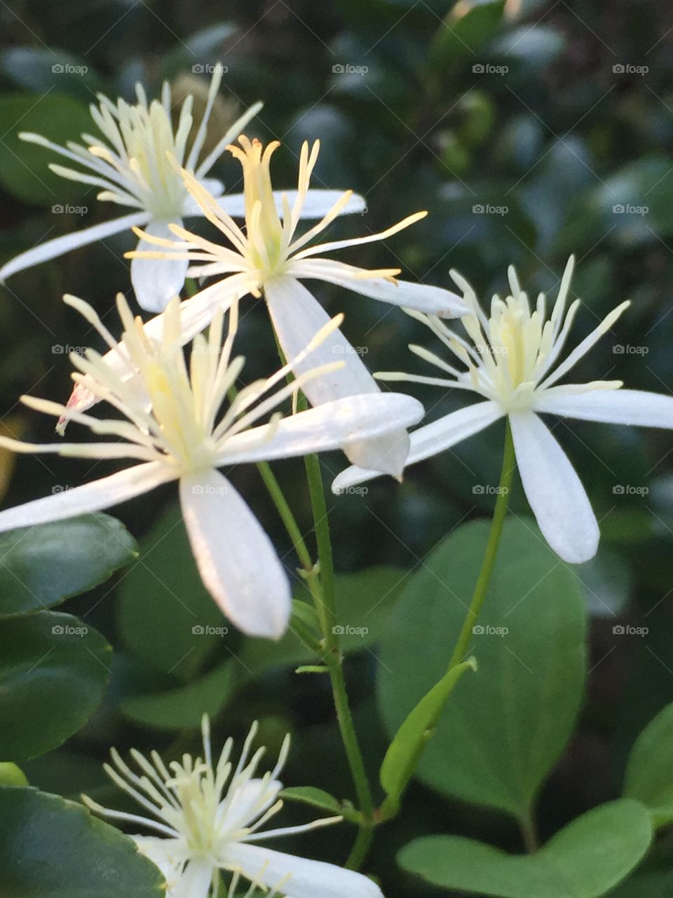 White flora