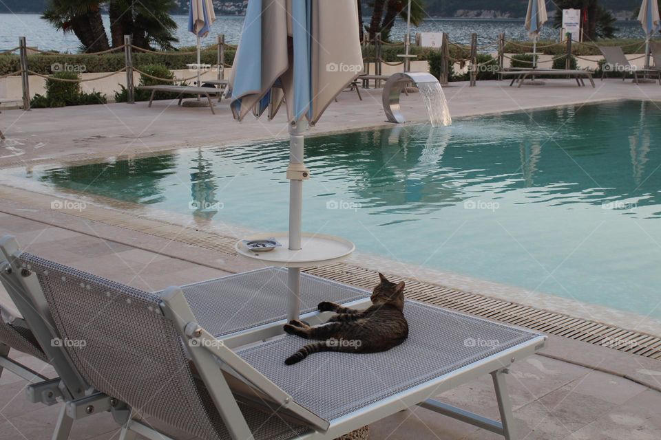 Cat at the pool