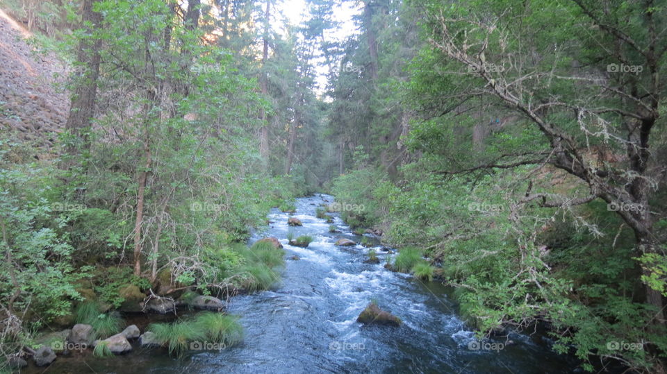 Down the River Through a Amazing Forest  