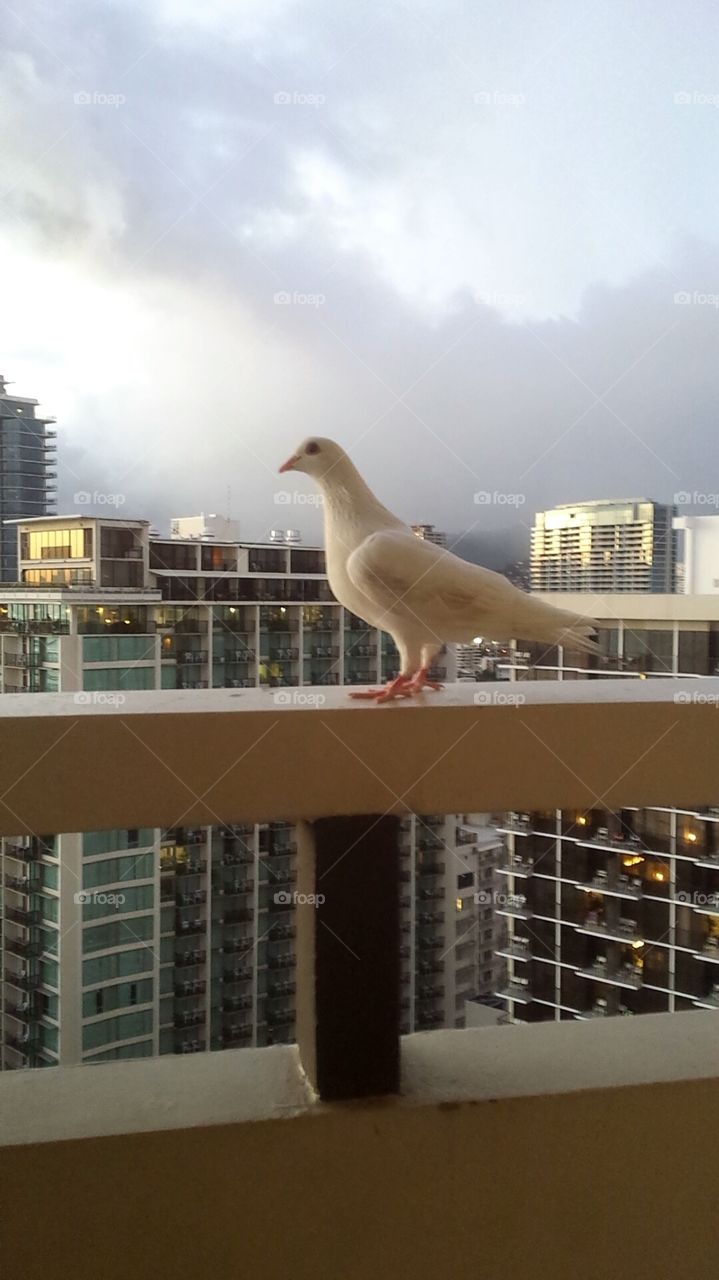 overly friendly pigeon on the 24th floor balcony of the Sheraton Waikiki
