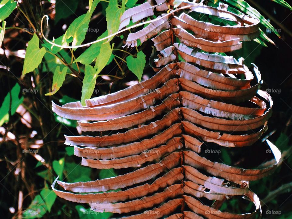 Dried fern leaf