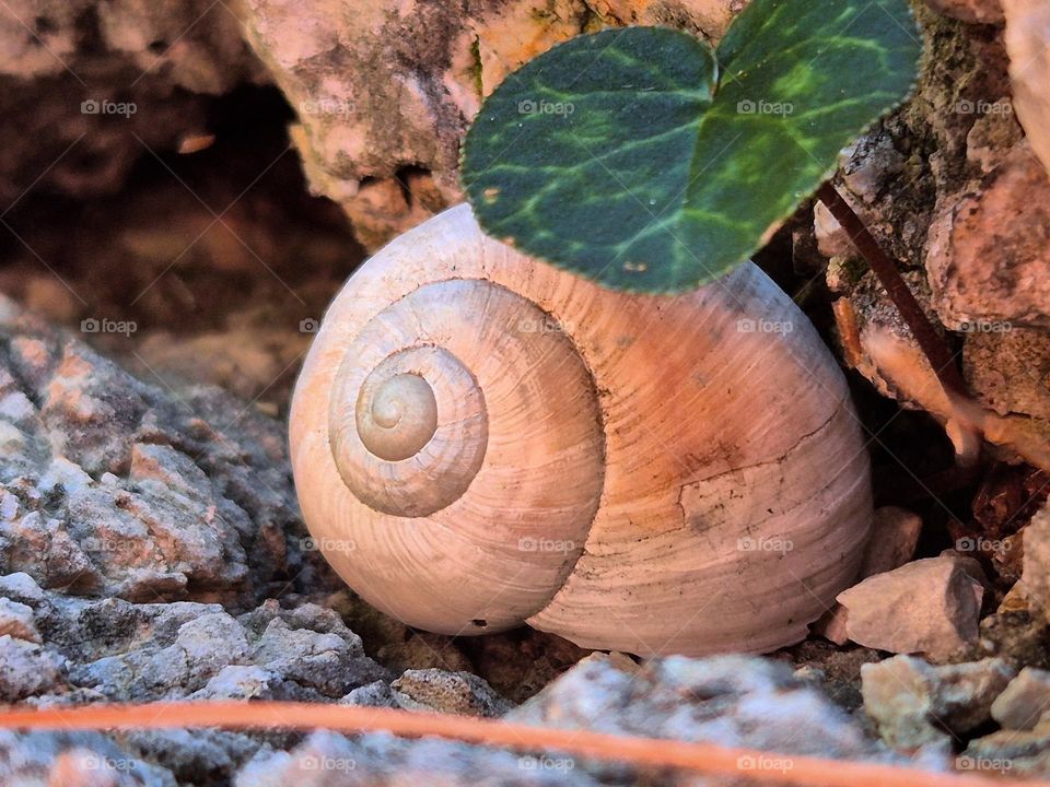 Snail