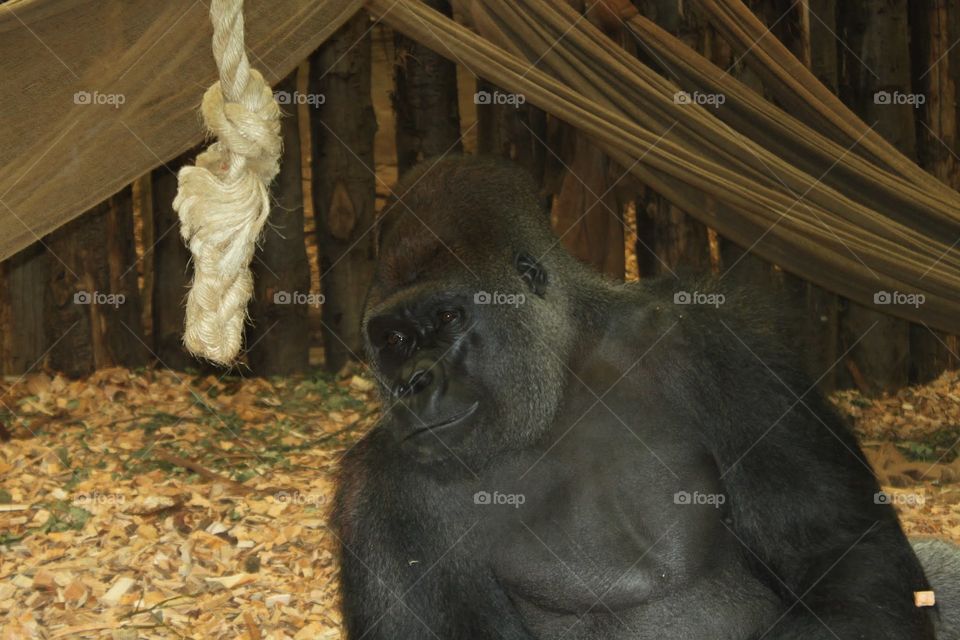 A big silver backed gorilla 🦍