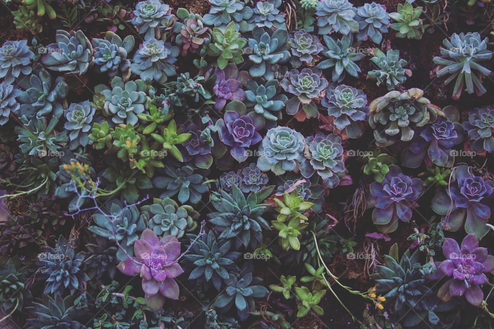 Purple wall of cacti