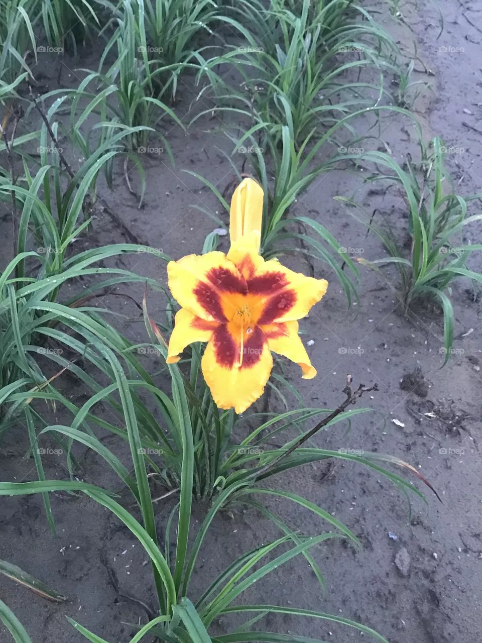 Lily 