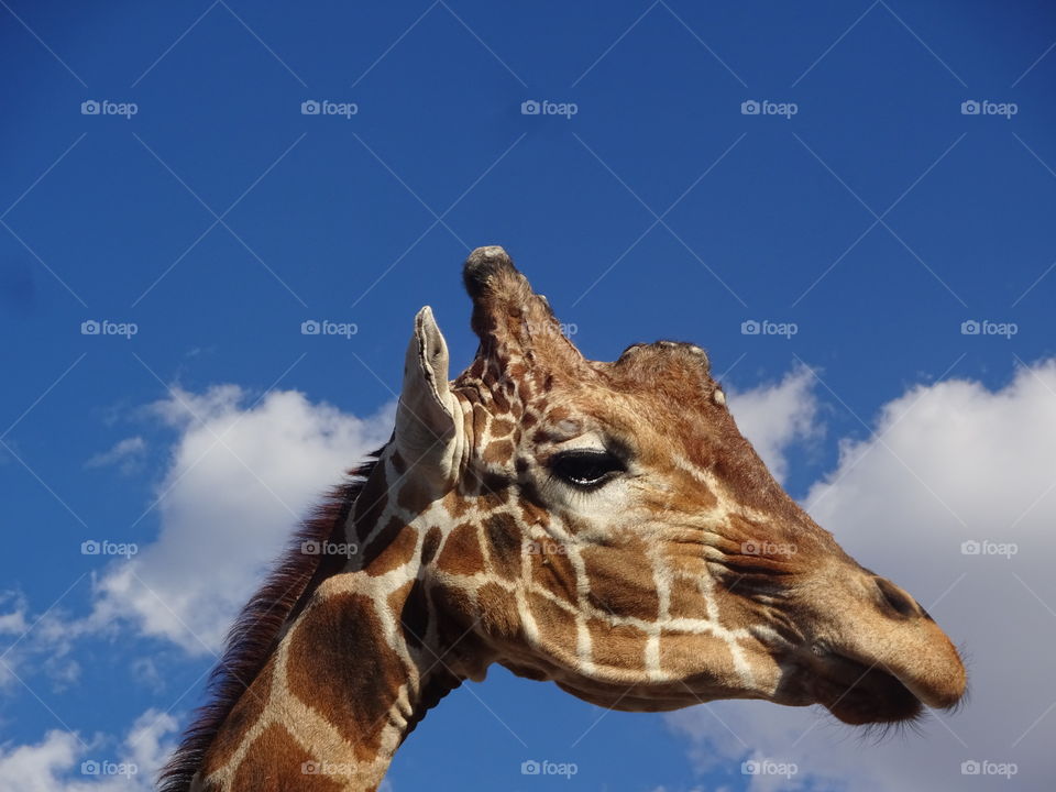 Zoo Giraffe