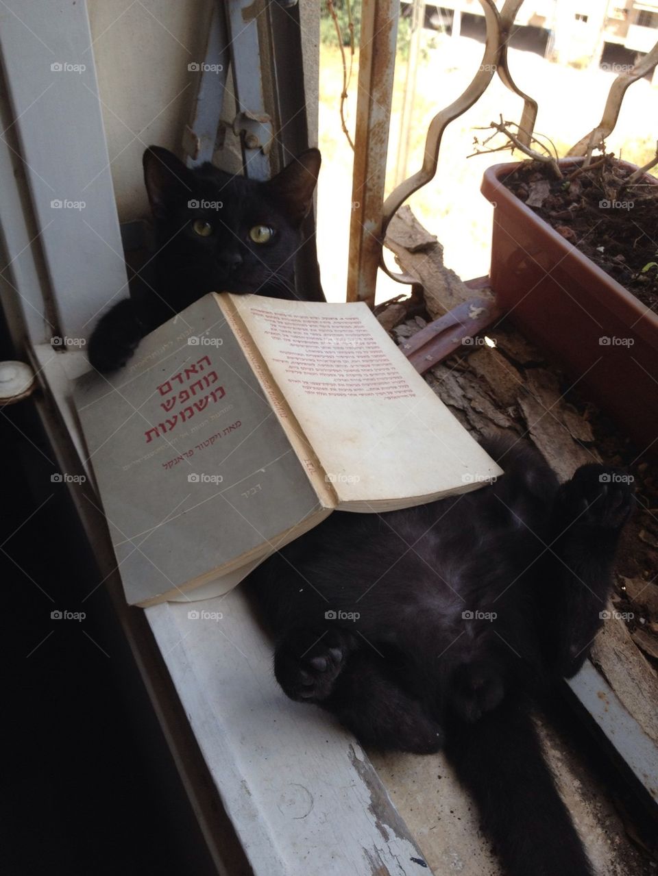 Black cat reading