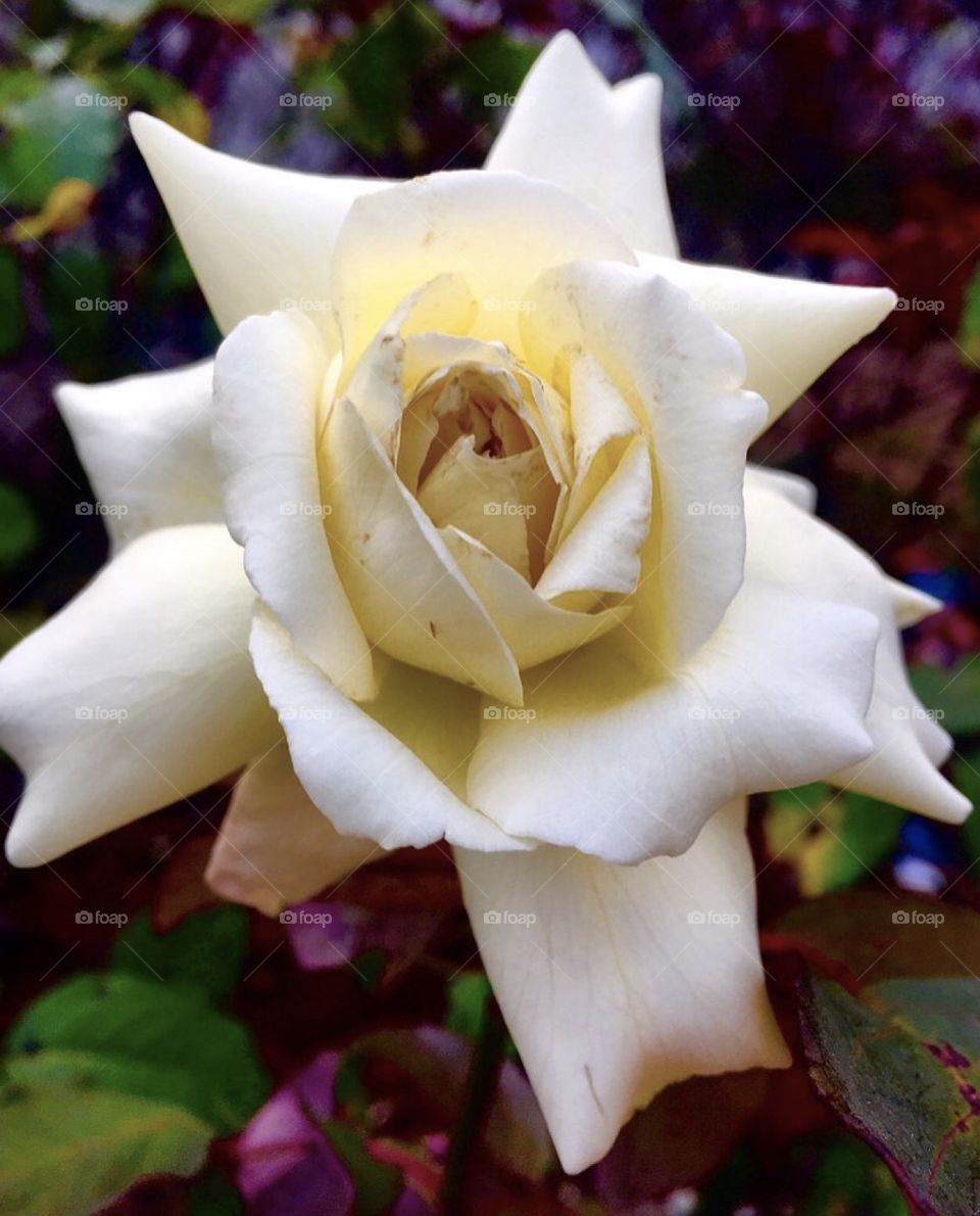 Plants are always very beautiful.  Look at this star rose, here from Brazil.  The petals are very fragrant! / Plantas são sempre muito bonitas. Veja só essa roseira estrela, aqui do Brasil. As pétalas são bem perfumadas!