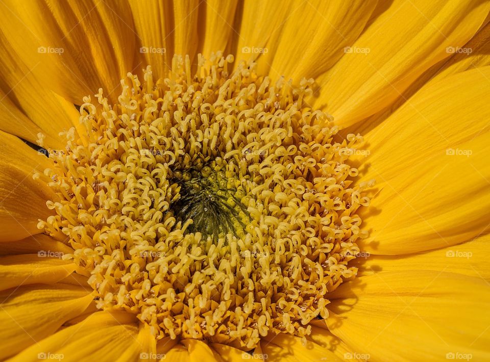 Beautiful macro of bright and beautiful sunflower 