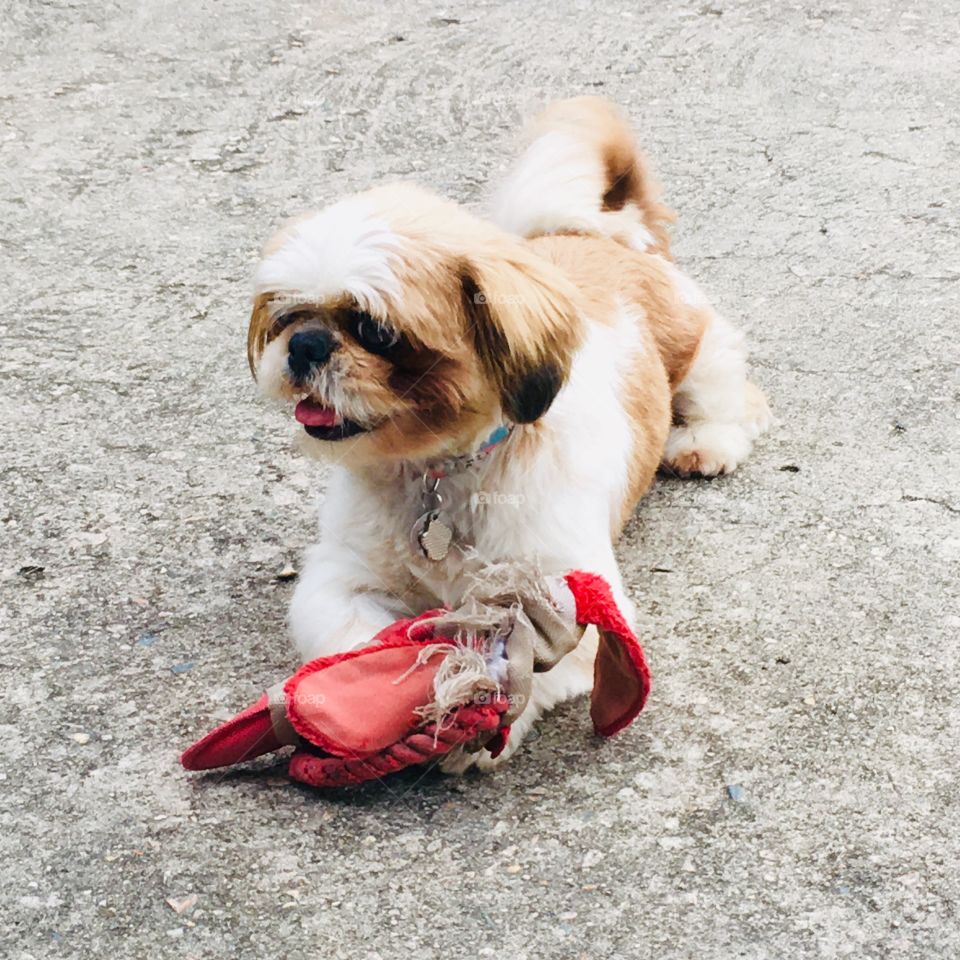 Momento: “Que gostoso, destrui meu patinho de pelúcia”!
A cara da satisfação dela...
🐶 
#dog #fotografia #cachorro #diversão #photo #hobby