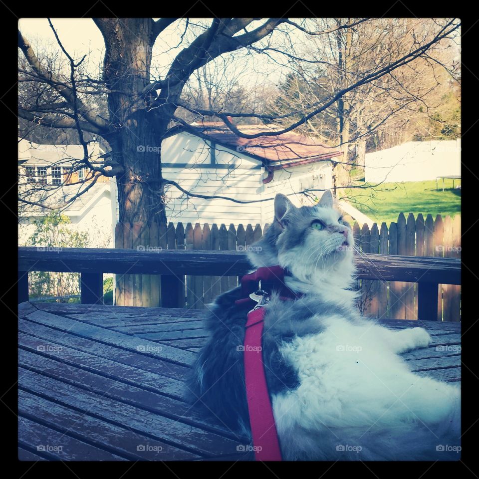birdwatching. our cat Chagall watching the birds outside