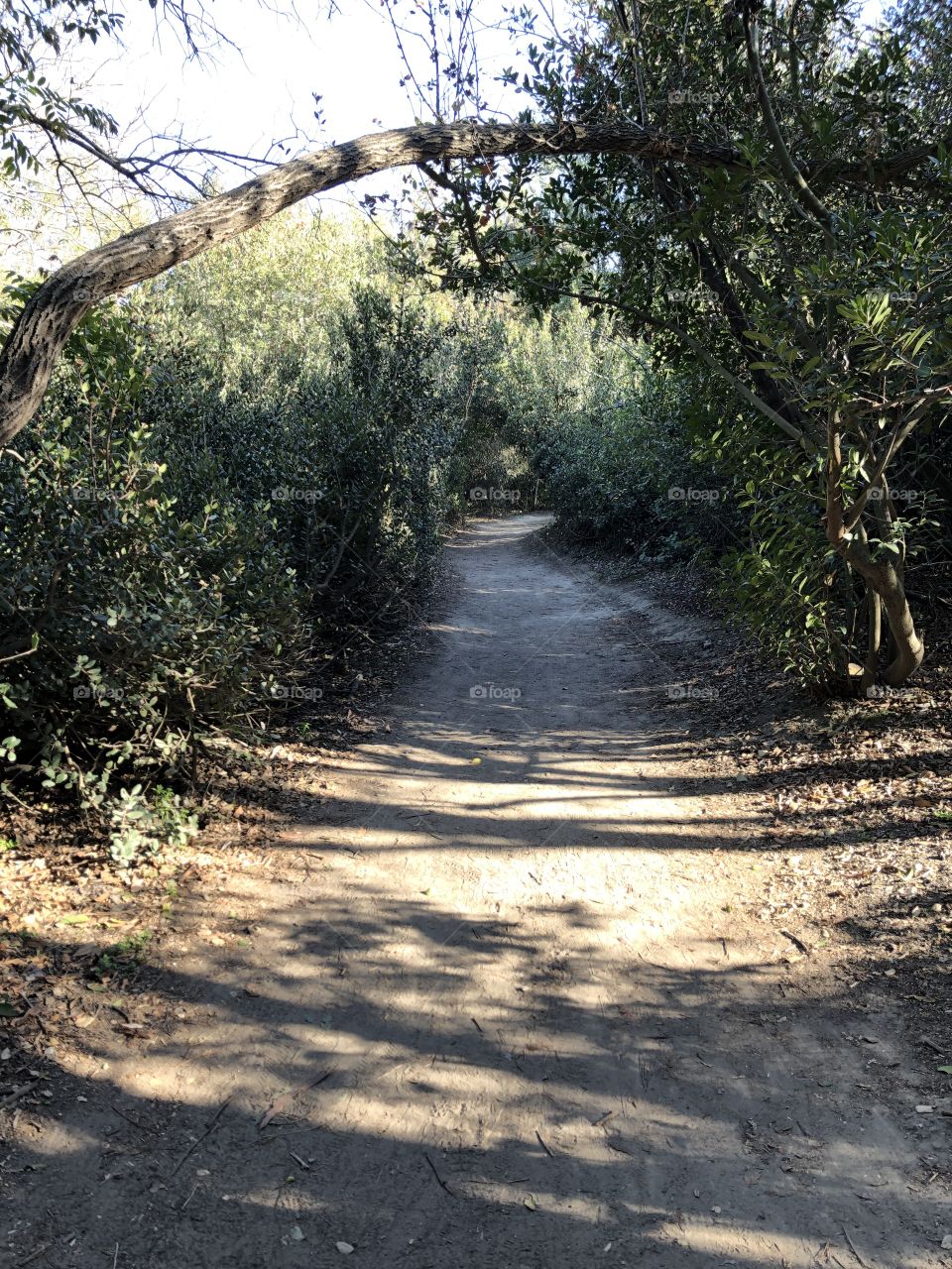 Nature trail with bushes and trees 