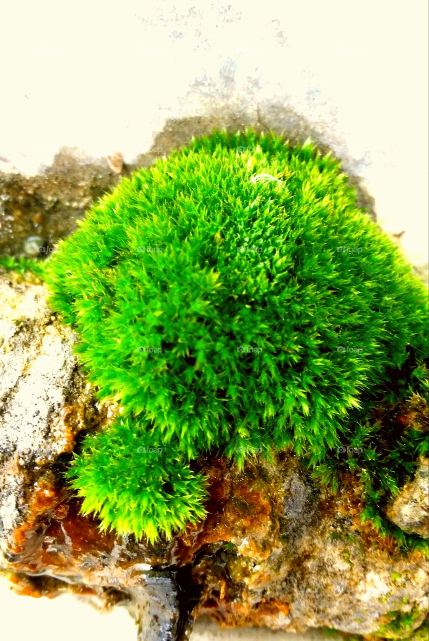 moss on wall