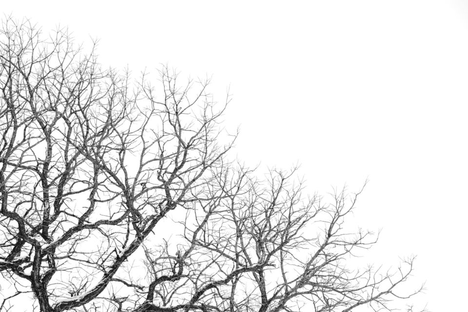 bare-winter-tree-branches