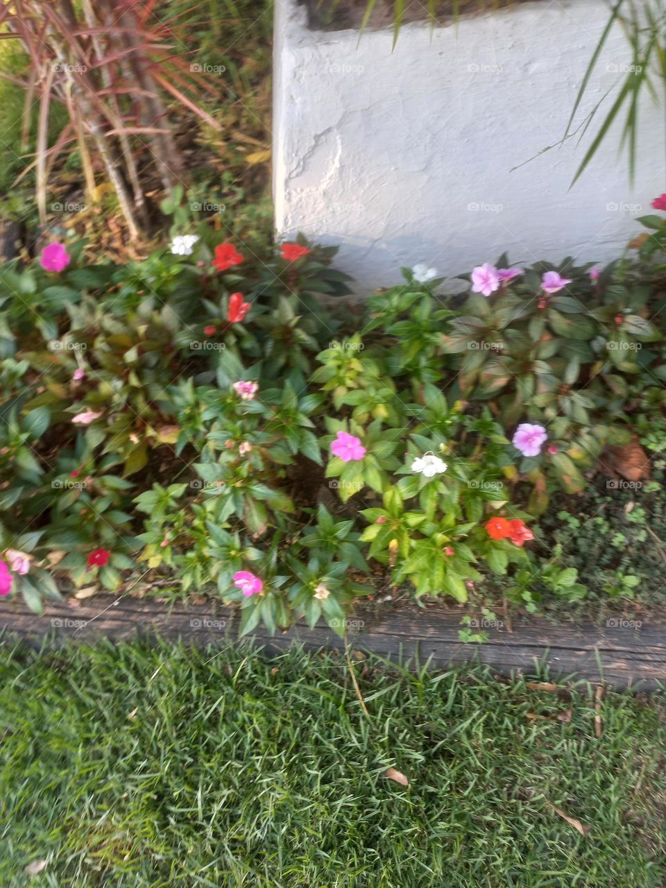 A simplicidade das flores. As flores carregam consigo uma singularidade e beleza que transforma e impregna qualquer ambiente com emoções e sentimentos
