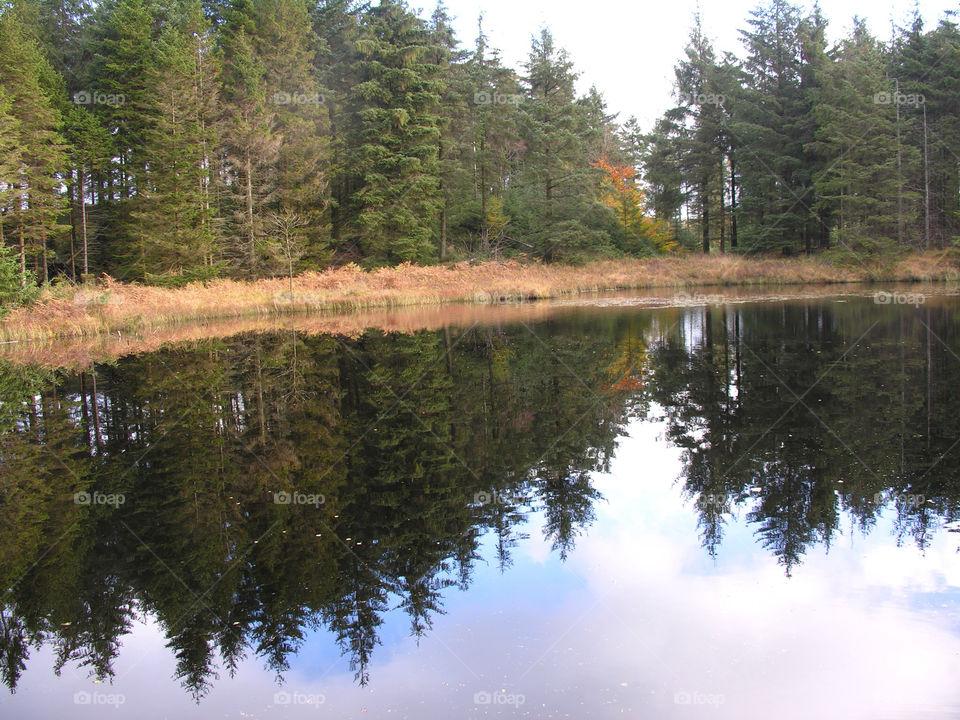 trees lake reflection tarn by snappychappie