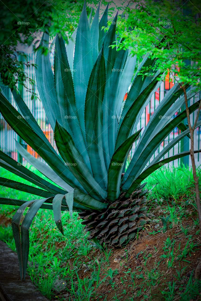 Planta diferente. Planta excêntrica