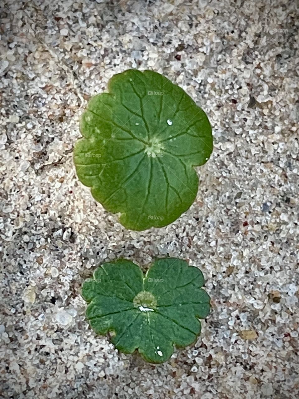 Found two of the tiniest plants/leaves starting to grow in the sand! That’s actually a grain of sand on each one to show how tiny they were, but the amazing thing is you can still see the details of veins running through them!