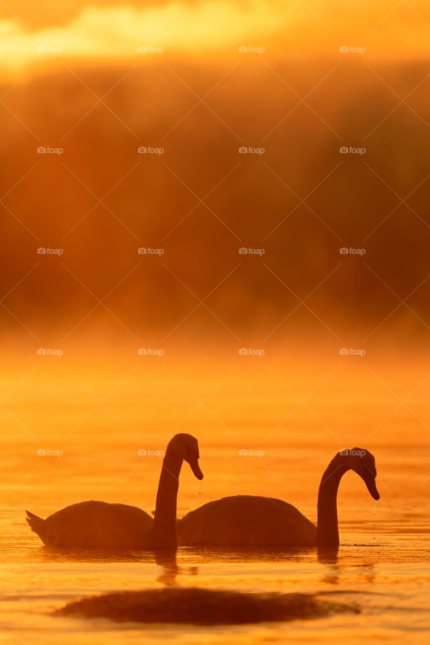 Mute swans swimming in the ice cold water with flaming morning sunrise behind them and sea fog arising from the Baltic Sea.