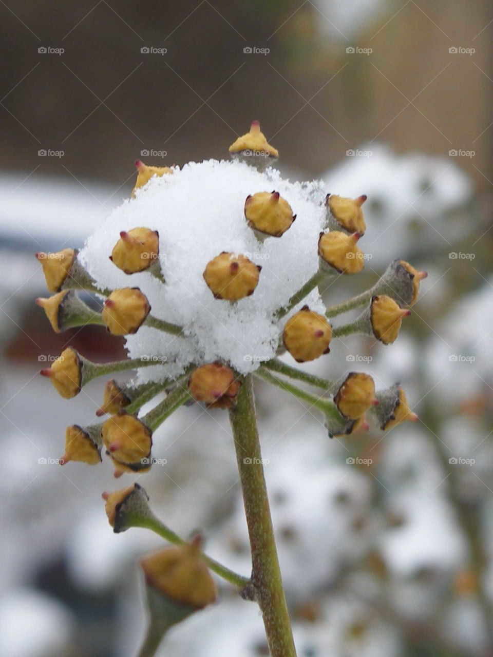 Plant with Snow