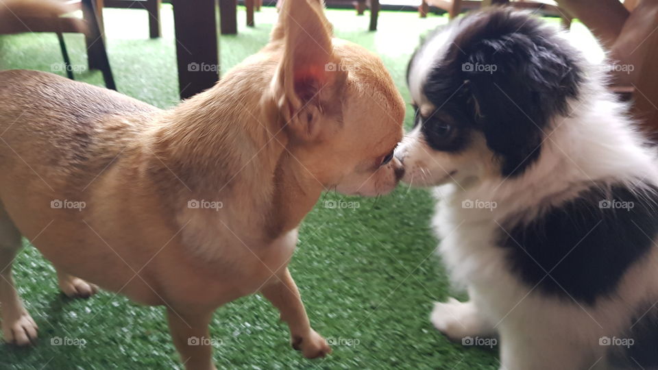 Puppy kisses