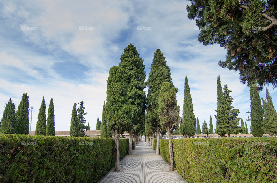 Footpath along with tree in park