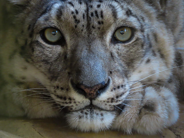 Snow leopard closeup.