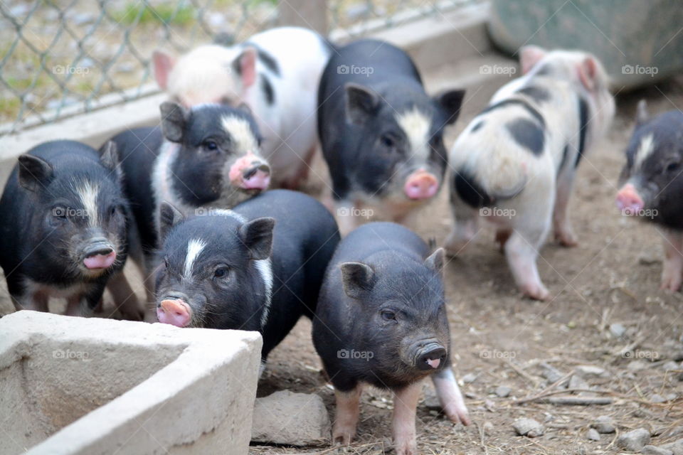 Cute piglets