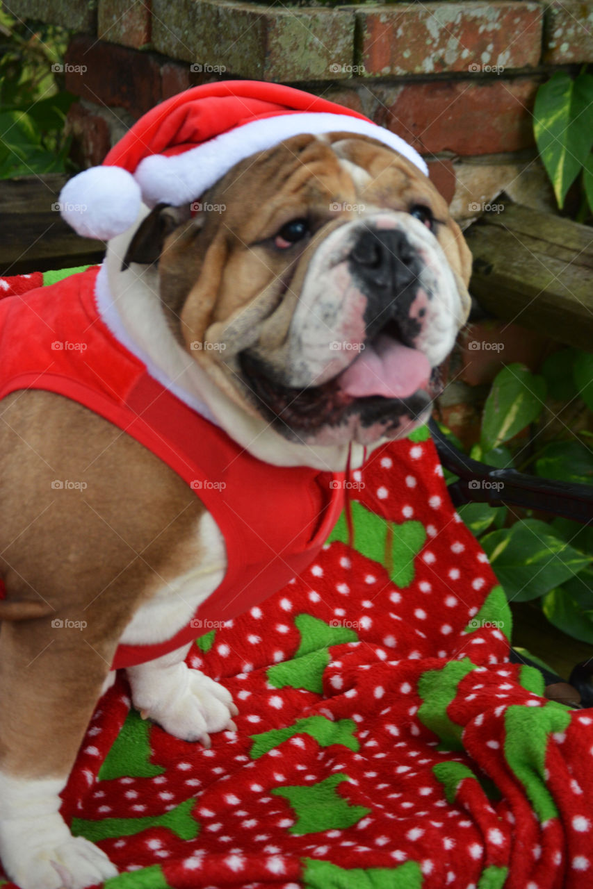 Bull Dog dressed for the holidays. 