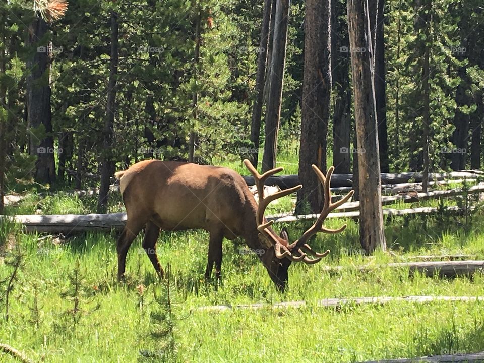 An elk at Yellowstone National Park, feasting on the green grass and enjoying the pleasant early summer 