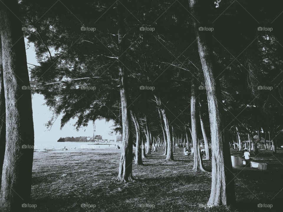 Trees in a beach