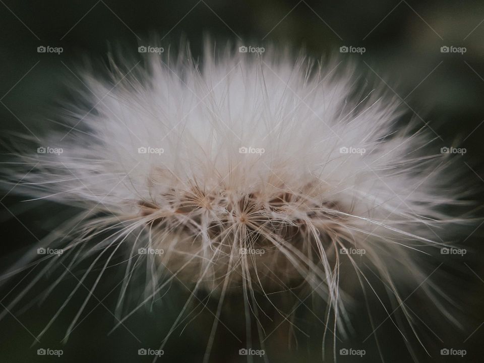 Macro photo of the last autumn dandelion