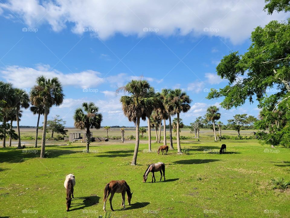 Feral horses in a meadow in Cumberland Island, Georgia, USA