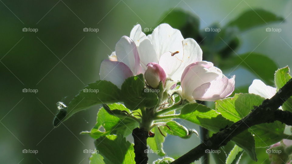 Apple flowers 