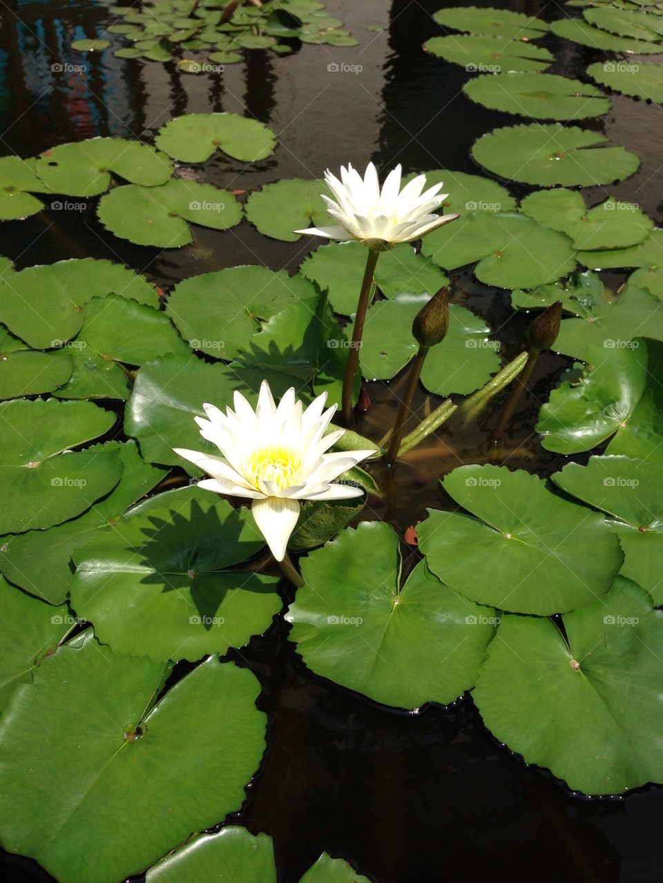 Lotus flowers