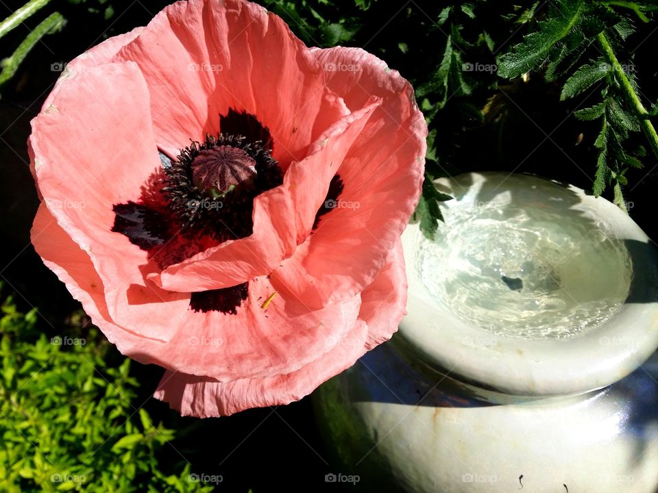 flower and fountain