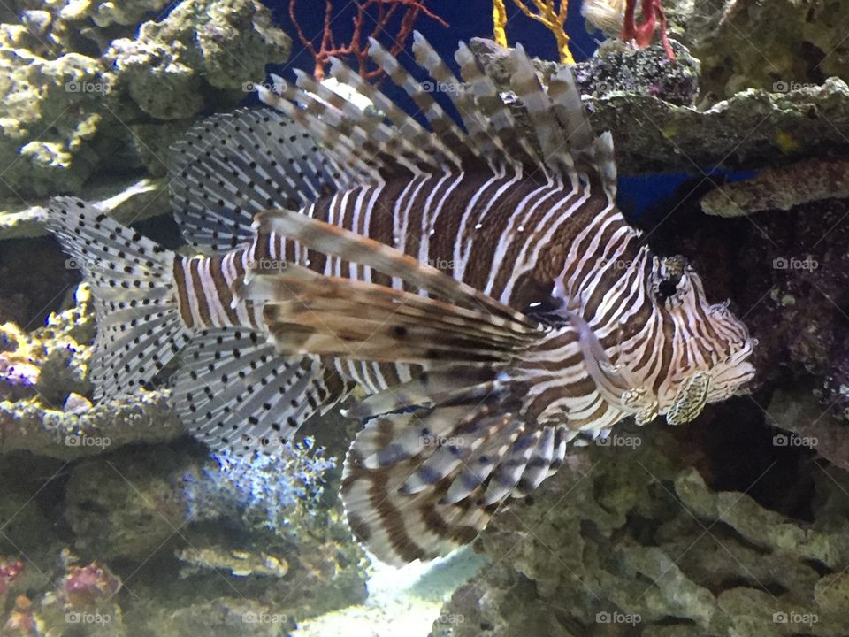 Striped Fish