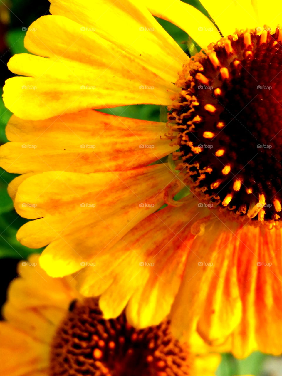 Yellow Flowers