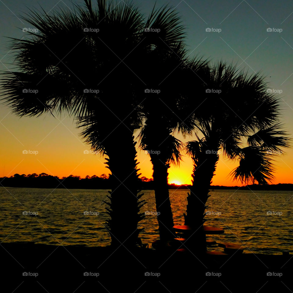 Silhouette of trees at seaside during sunset