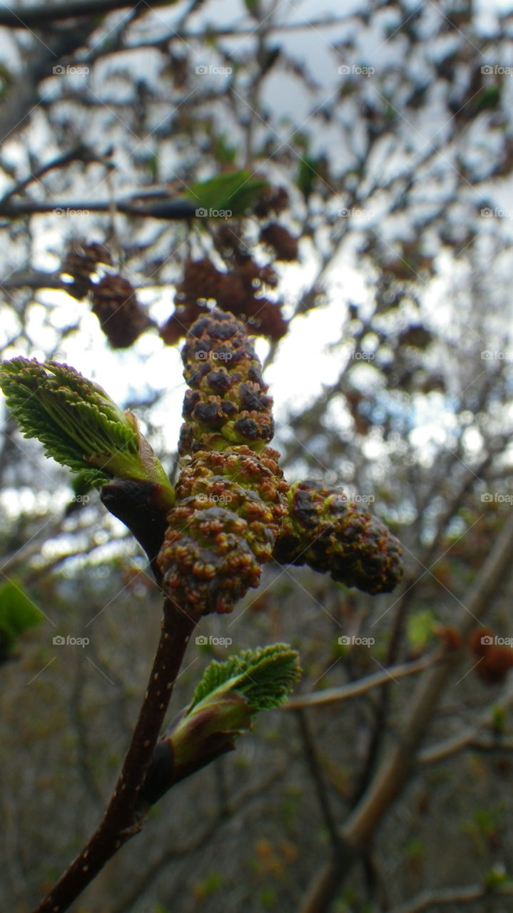 Close Up with Nature