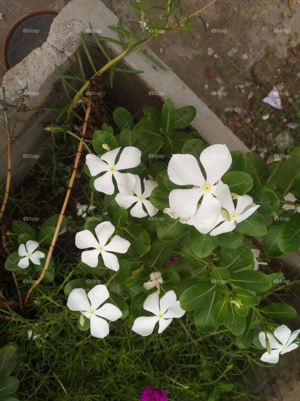 periwinkle white flower seasonal fresh shurb small size looks very beautiful generally found everywhere