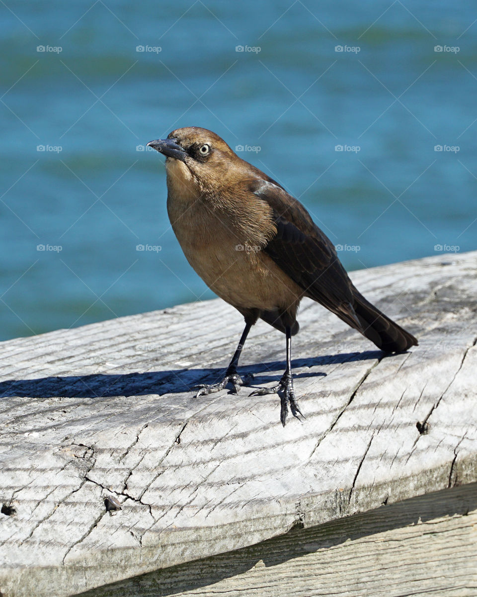 Bird on a water weathered banister 