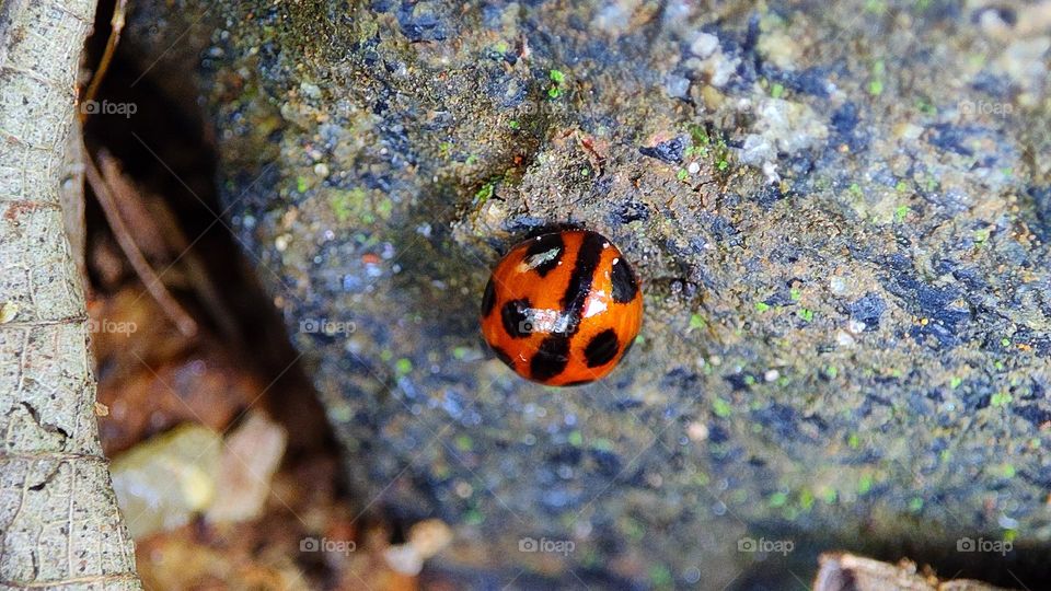 ladybug