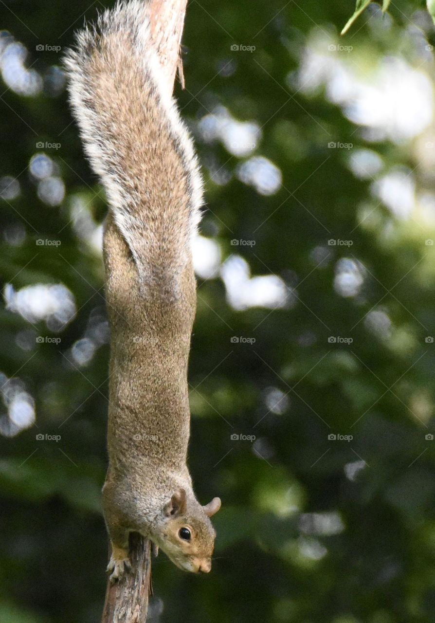 Squire hanging on a grape vine