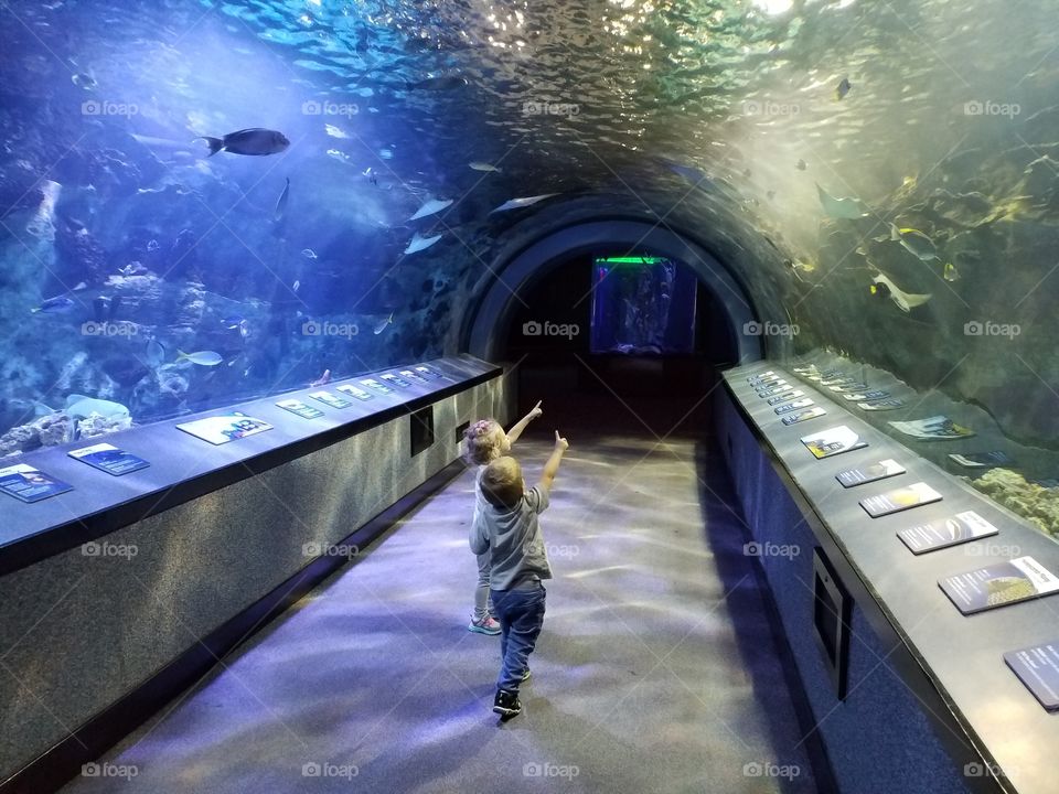 Tunnel of Fish