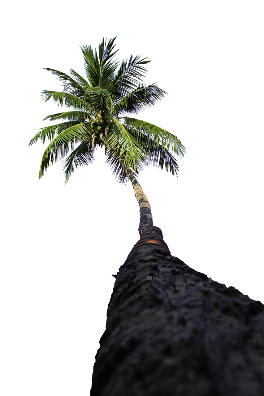 Isolated coconut trees on a white background with clipping path.