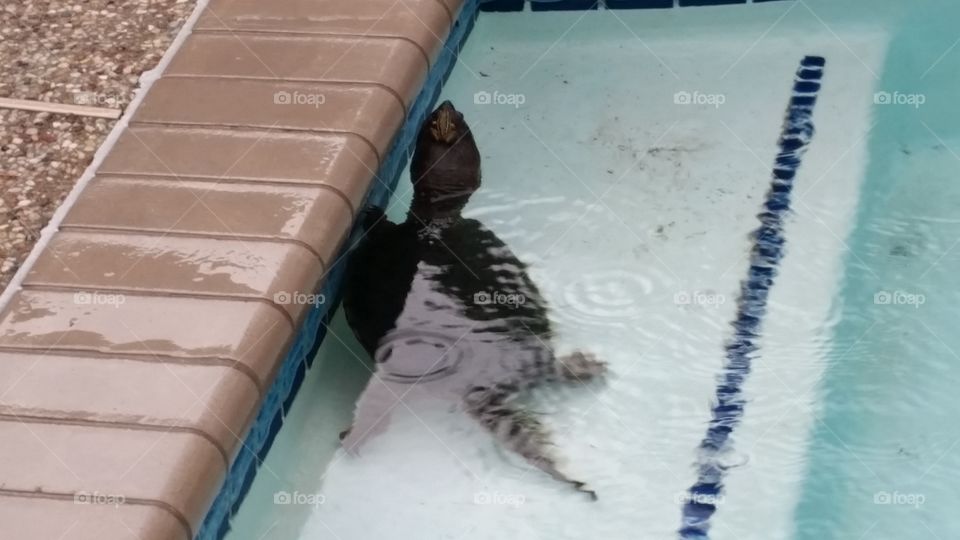 Turtle swimming in pool 