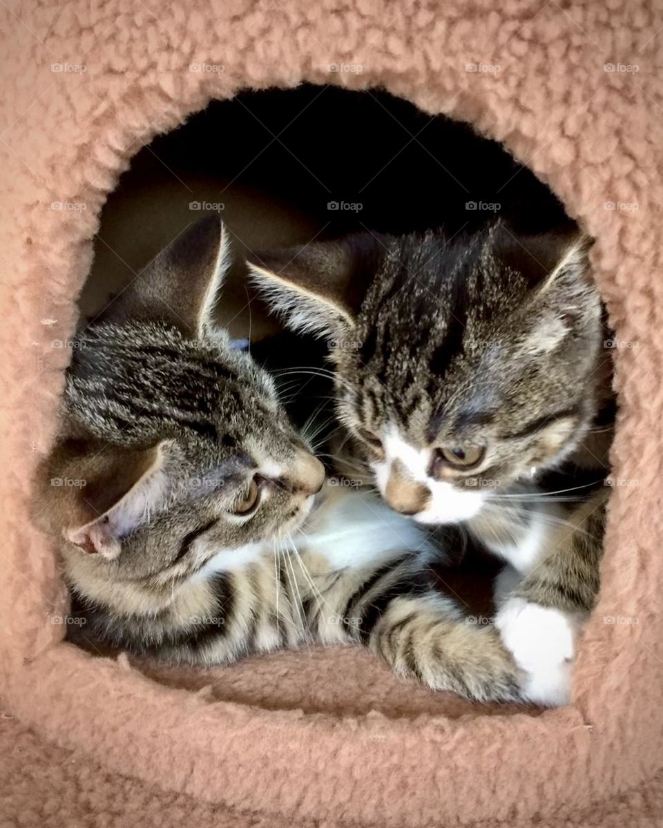 Two tabby kittens squeezed into and sharing a covered bed in their cat tree