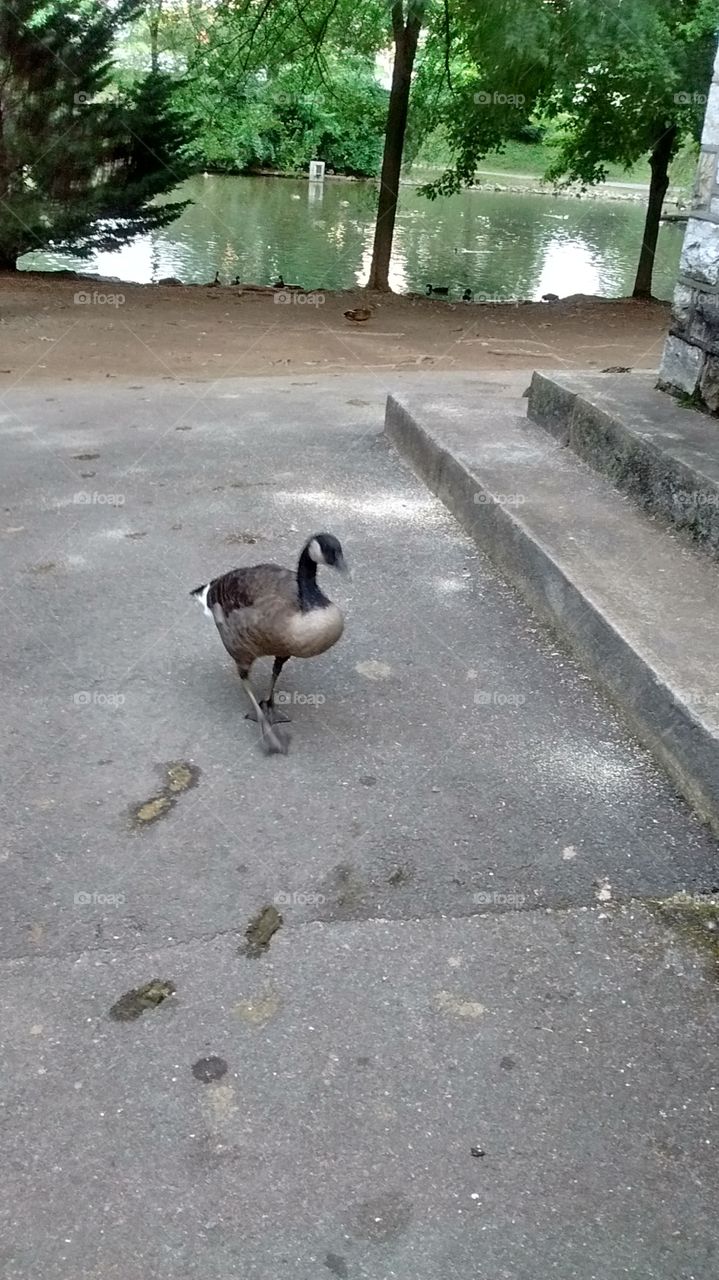 Curious Goose at Hagerstown City Park