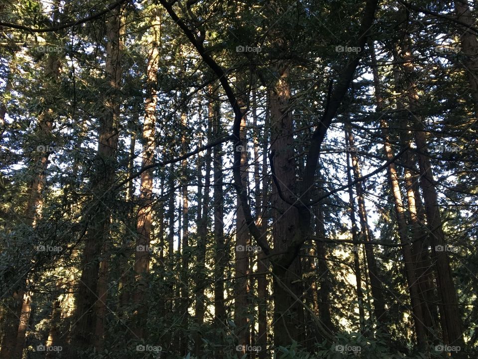 Shadow play in the redwood regional woods 